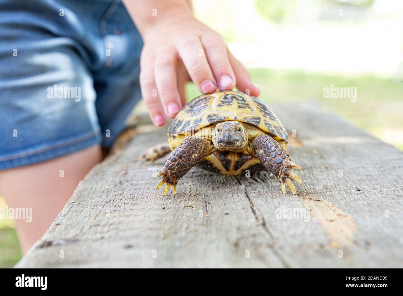 Central Asian land turtle crawls on a wooden board and looks into the camera. The child holds a turtle by the shell with his hand. Taking care of your Stock Photo