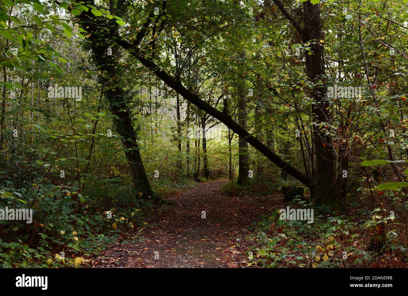 Woodland path leads through trees and undergrowth in early autumn. A large fallen oak leans across the pathway. Stock Photo
