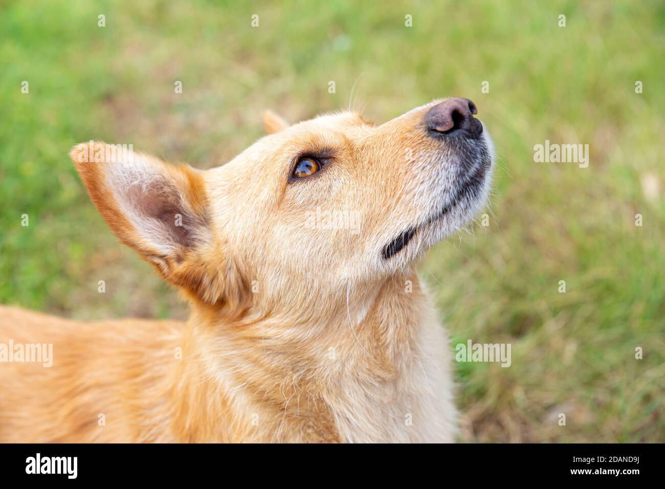 Close-up portrait of a beautiful orange dog on a background of green grass. The big dog looks up. Walking the dog in the fresh air. Devotion, friendsh Stock Photo