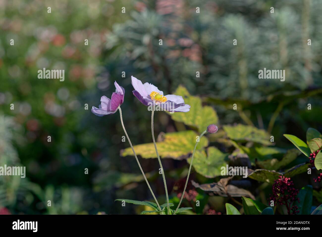 (Anemone Hybrida Elegans) Japanese Anemone  using selective focus. Stock Photo