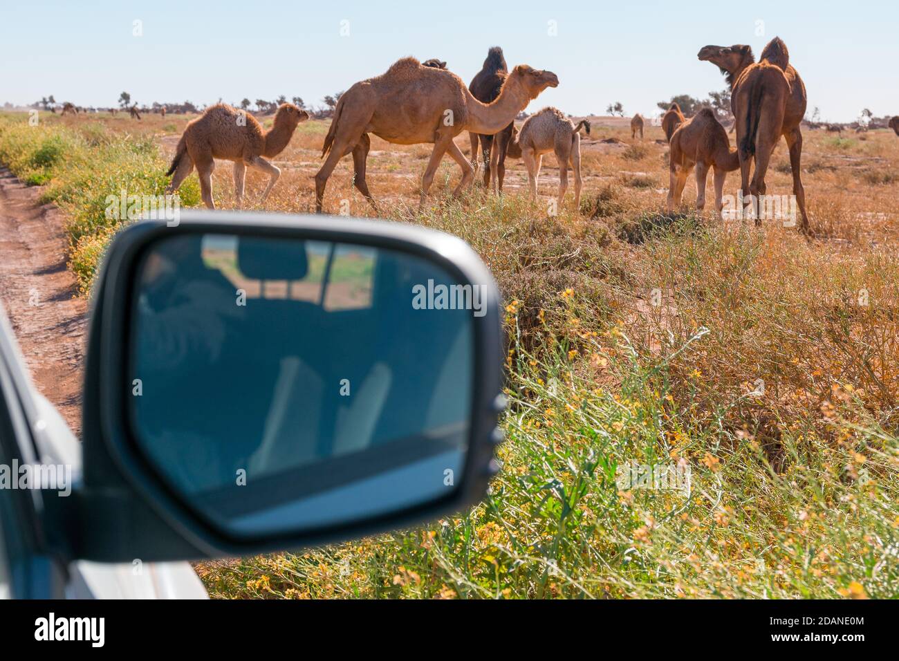 Camels seen from the car in El Gouera, at the gates of the Sahara. Morocco. Concept of travel and adventure. Stock Photo