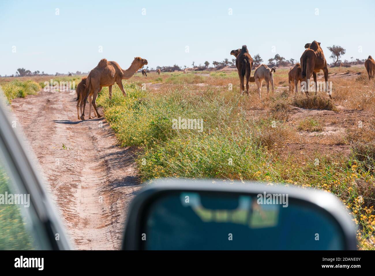 Camels seen from the car in El Gouera, at the gates of the Sahara. Morocco. Concept of travel and adventure. Stock Photo
