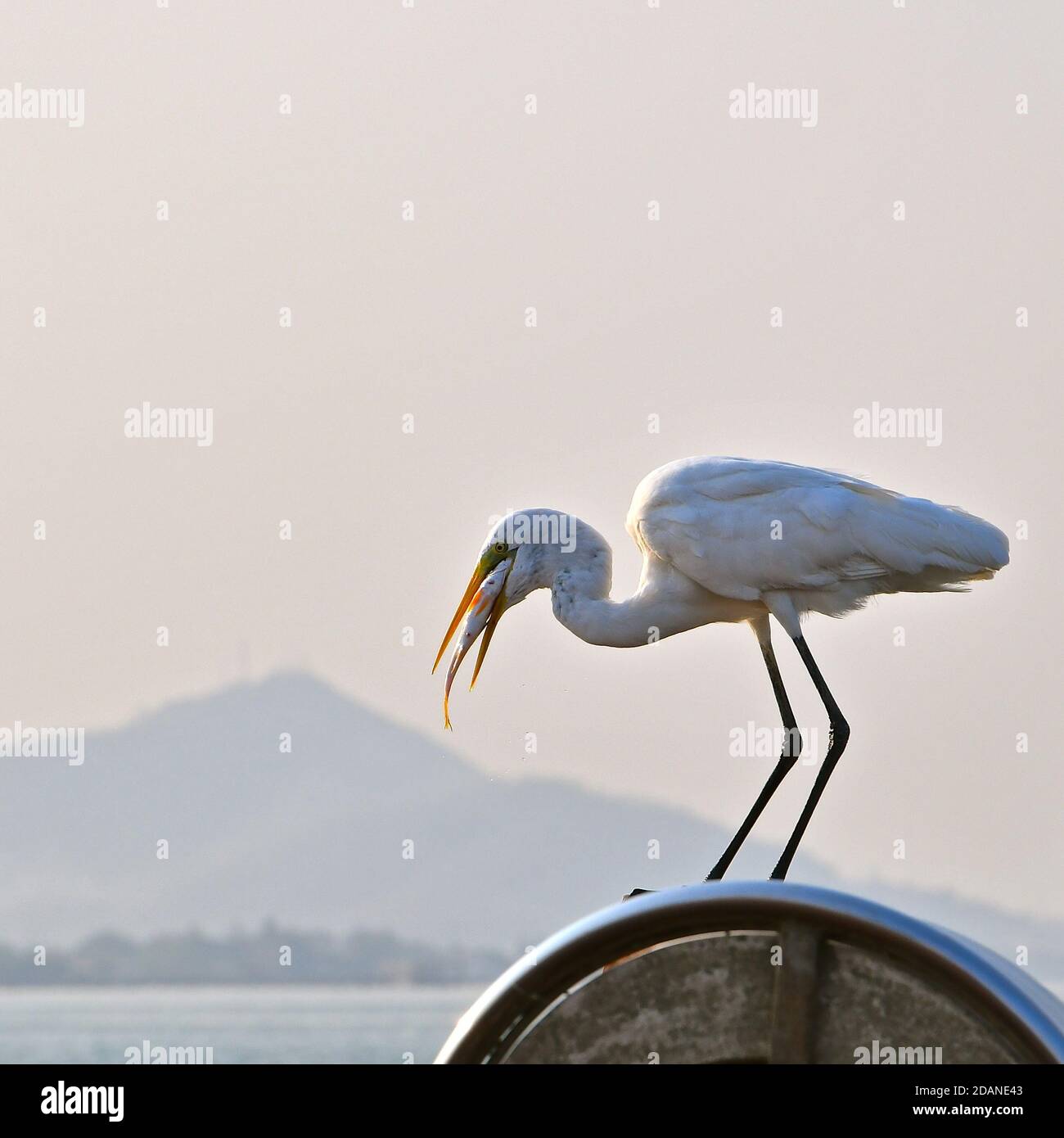 A side profile view of a sea bird holding with a catch of fish in it’s beak. Stock Photo