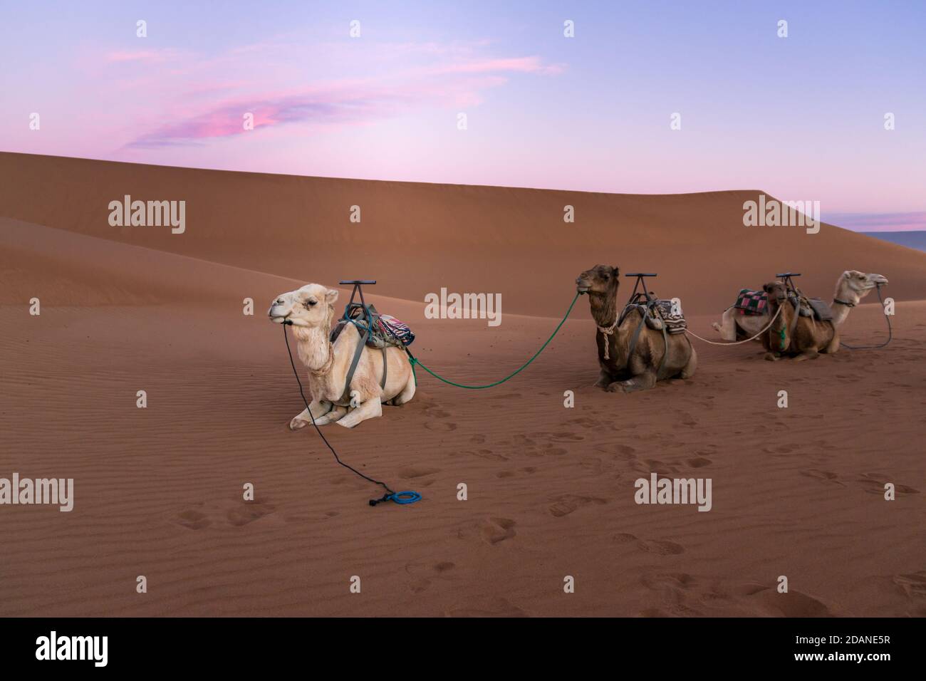 Dromedary group on the desert dune of Erg Chigaga, at the gates of the Sahara, at dawn. Morocco. Concept of travel and adventure. Stock Photo