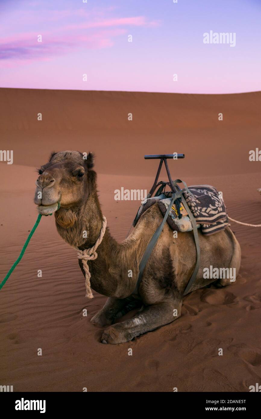 Dromedary on the desert dune of Erg Chigaga, at the gates of the Sahara, at dawn. Morocco. Concept of travel and adventure. Stock Photo