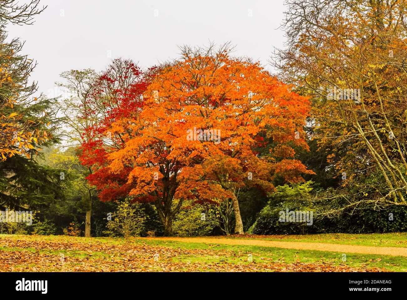 Autumn colours at Petworth Park, West Sussex, UK Stock Photo Alamy