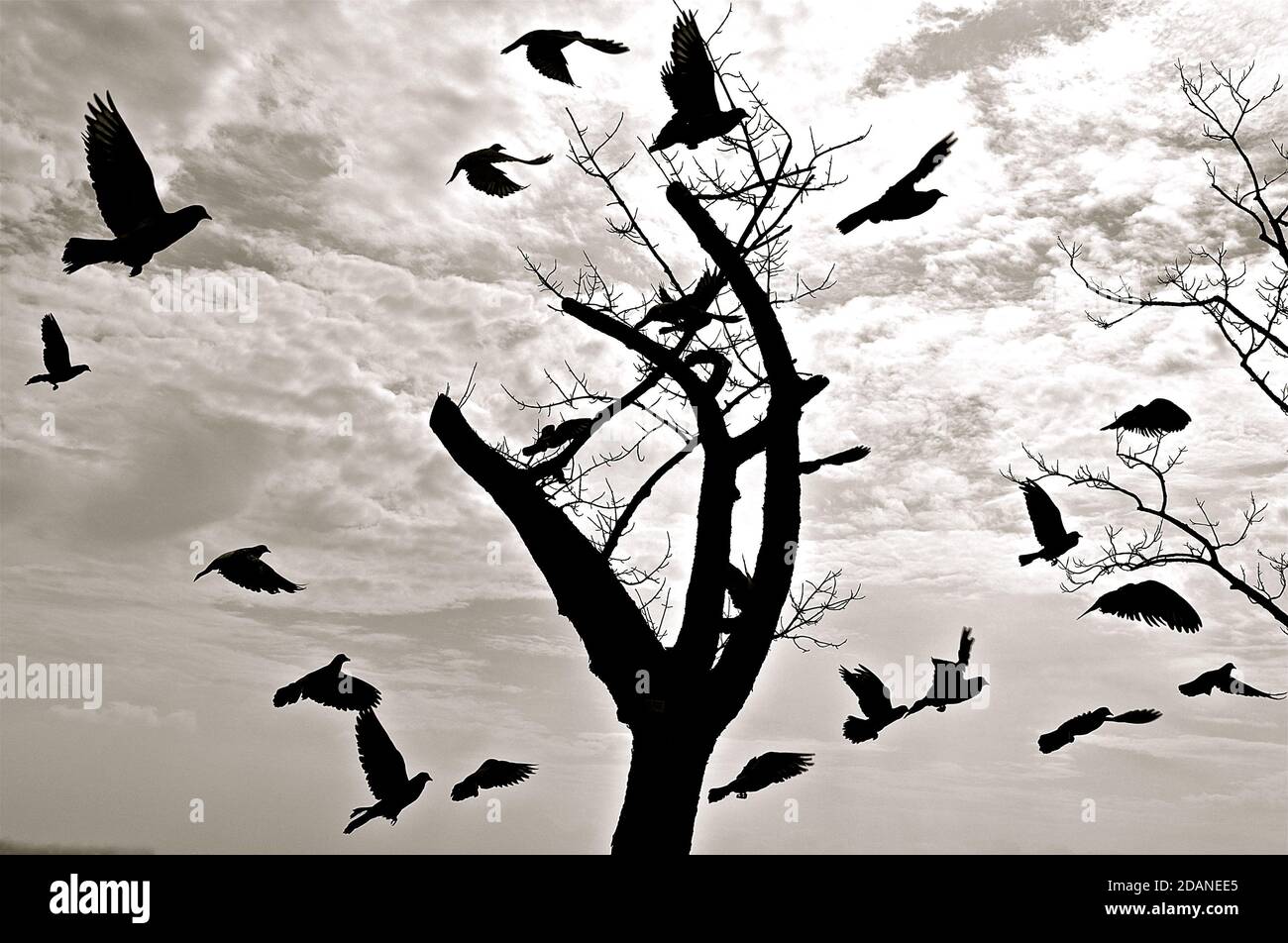 Black and white image of the silhouette of a flock of pigeons flying around a skeleton tree stump against a cloudy sky background. Stock Photo
