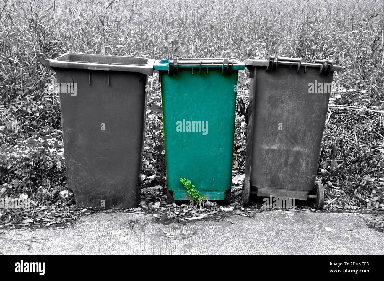 Row of three refuse bins in black and white, with one isolated green bin. Stock Photo