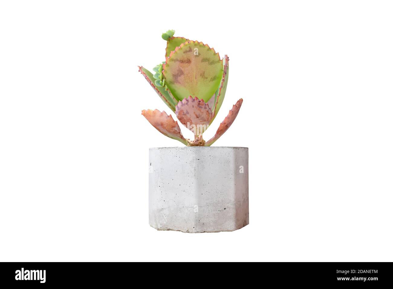 Succulents plant in cement pot isolated on white background. Object with clipping path. Stock Photo