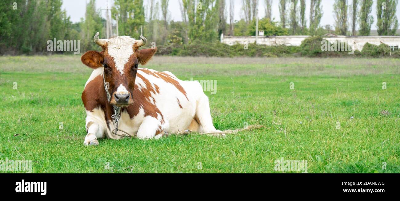 The Cow on grass Stock Photo