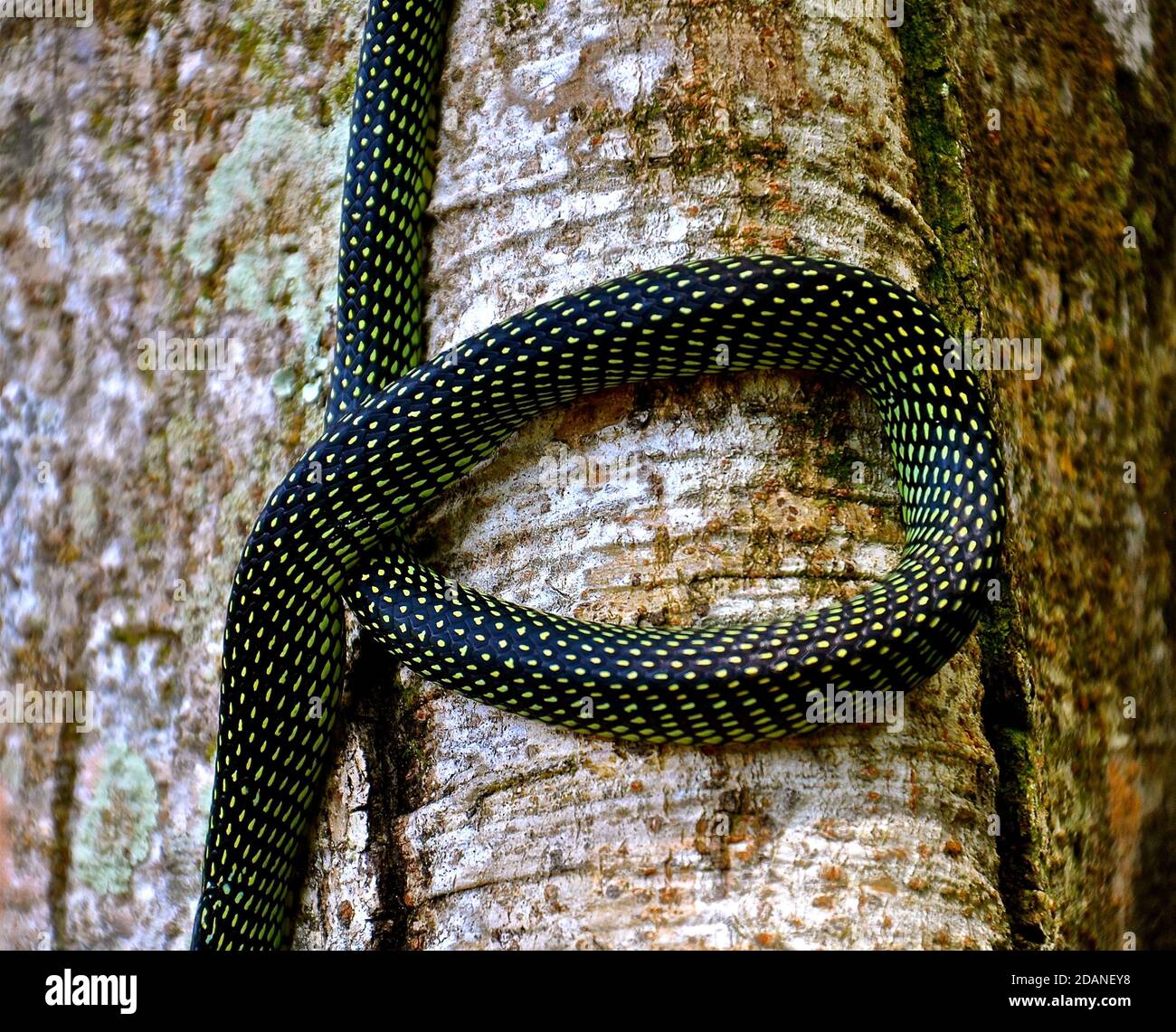 Close up view of the body of a black and green tree snake coiled on the trunk of a tree. Stock Photo