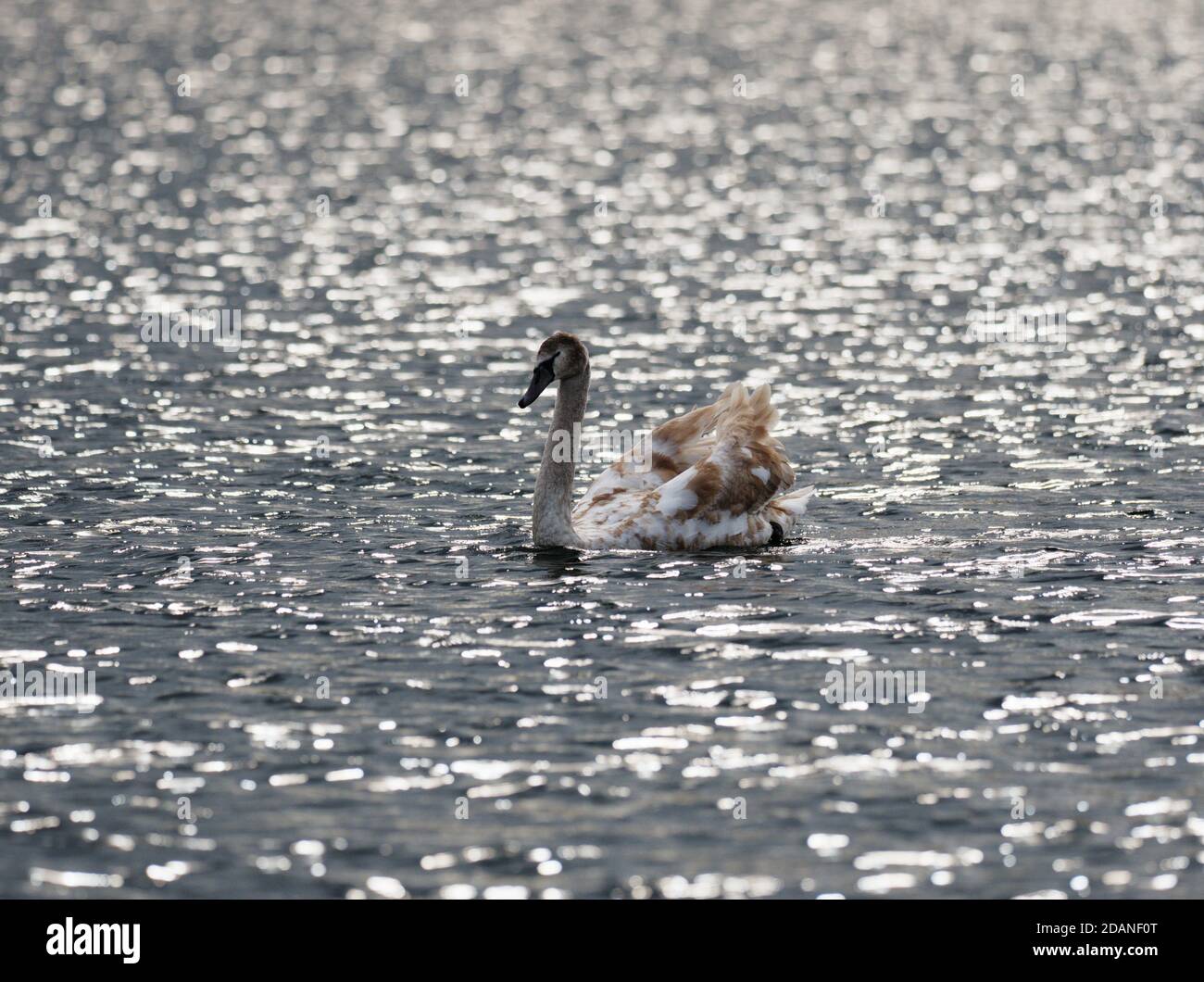 Young swan surrounded by water Stock Photo