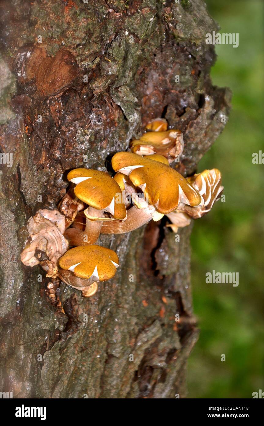 Yellow fungus growing from the side a gnarled tree trunk with peeling, mossy bark. Stock Photo