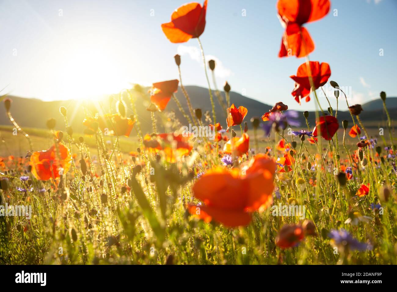 Poppies and other wild flowers field in sunlight Stock Photo - Alamy