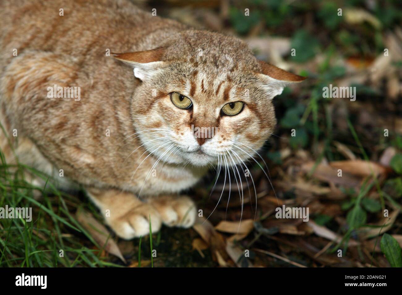 AFRICAN WILDCAT felis silvestris lybica, ADULT Stock Photo