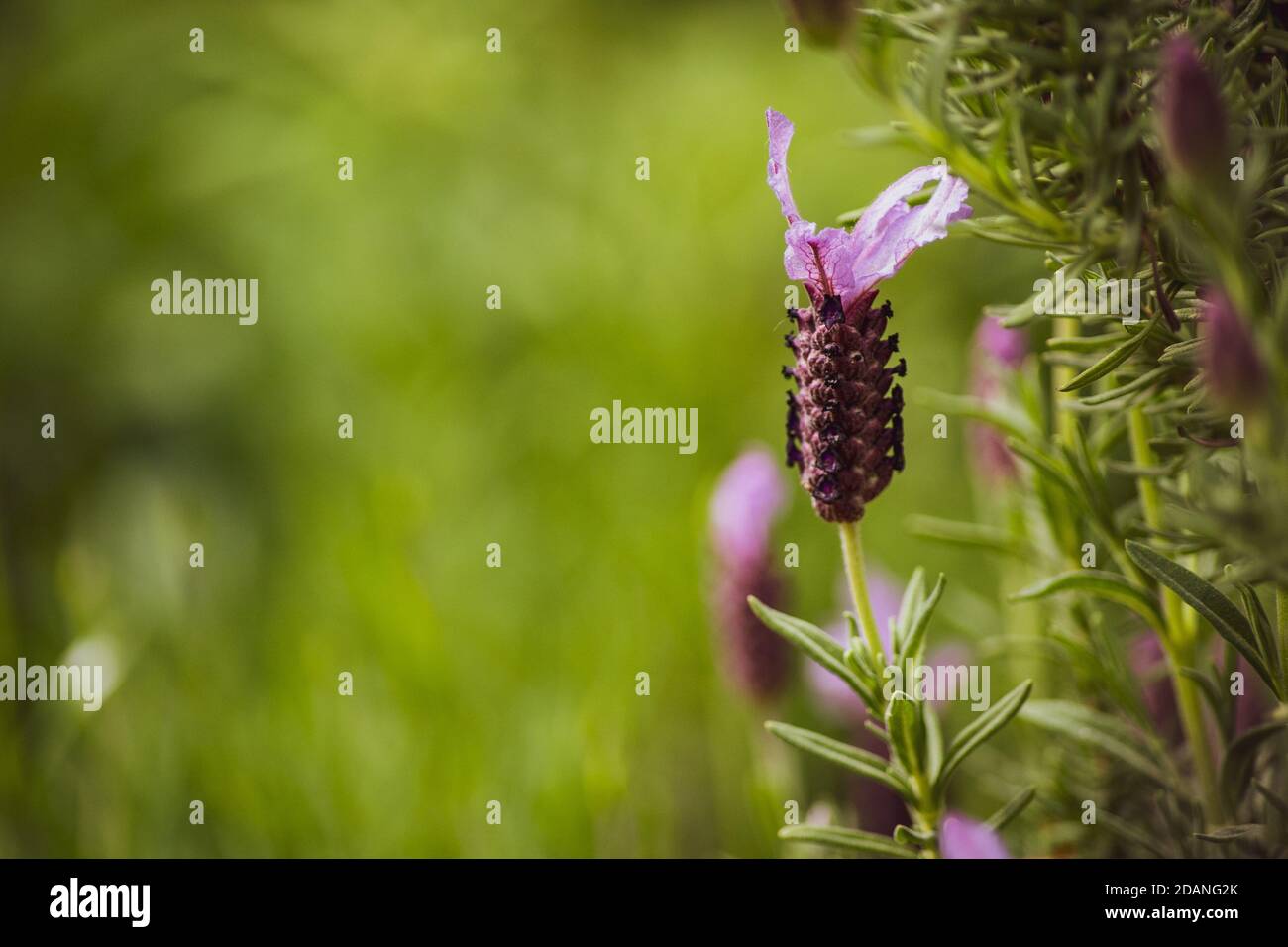 flower of the wild strawberry Stock Photo - Alamy