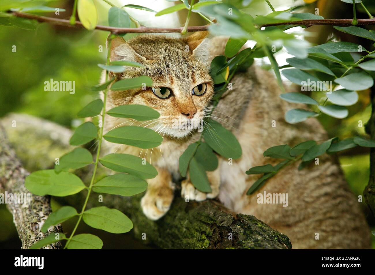 AFRICAN WILDCAT felis silvestris lybica, ADULT STANDING ON BRANCH Stock Photo