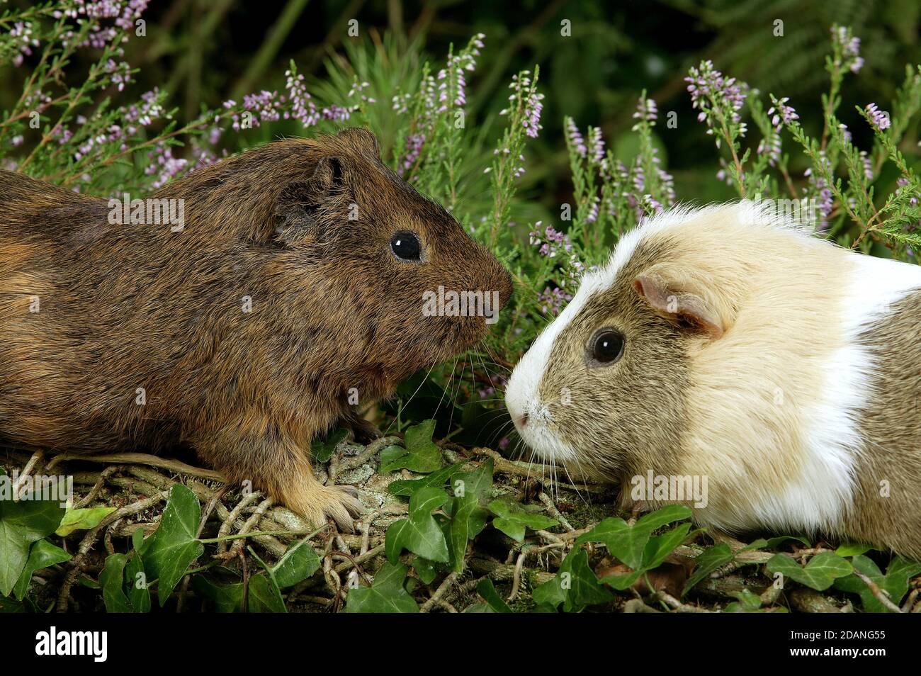 GUINEA PIG cavia porcellus, PAIR STANDING NEAR HEATER Stock Photo Alamy
