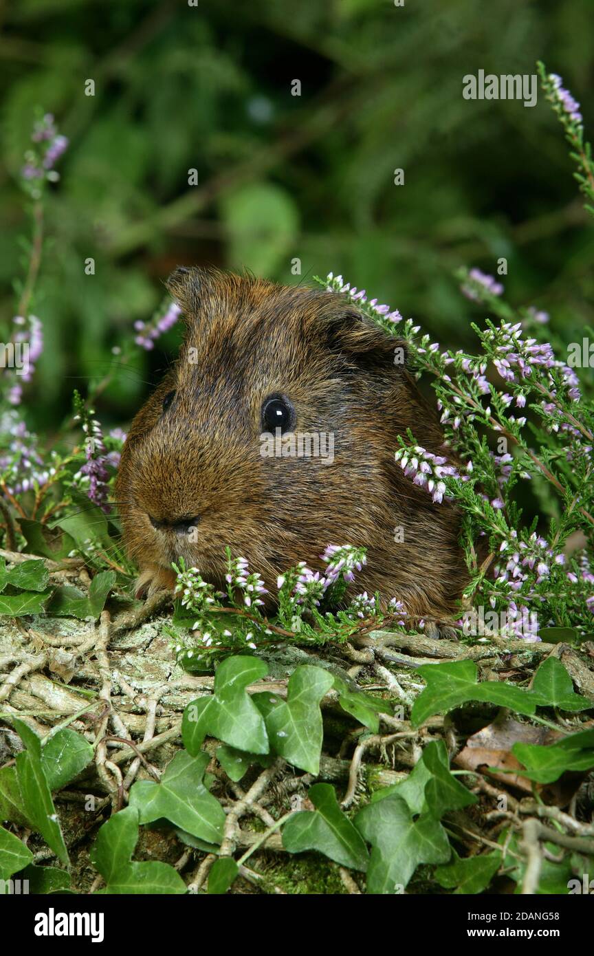 GUINEA PIG cavia porcellus, ADULT STANDING NEAR HEATER Stock Photo Alamy