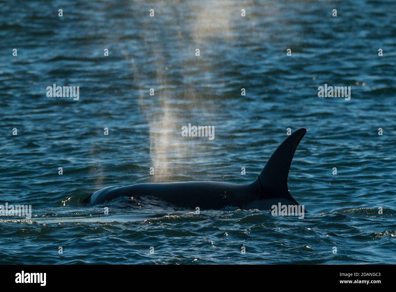 Southern Right whale (Eubalaena Australis) Stock Photo
