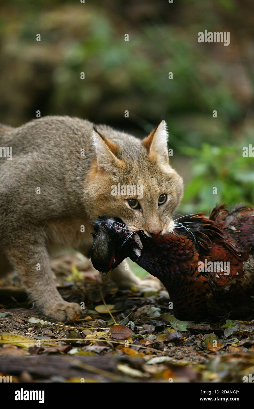 JUNGLE CAT felis chaus, ADULT WITH COMMON PHEASANT KILL Stock Photo