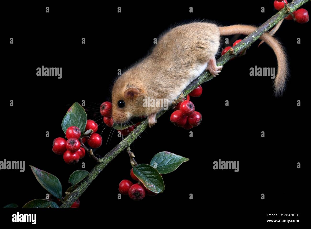 COMMON DORMOUSE muscardinus avellanarius, ADULT STANDING ON BRANCH WITH BERRIES, NORMANDY IN FRANCE Stock Photo