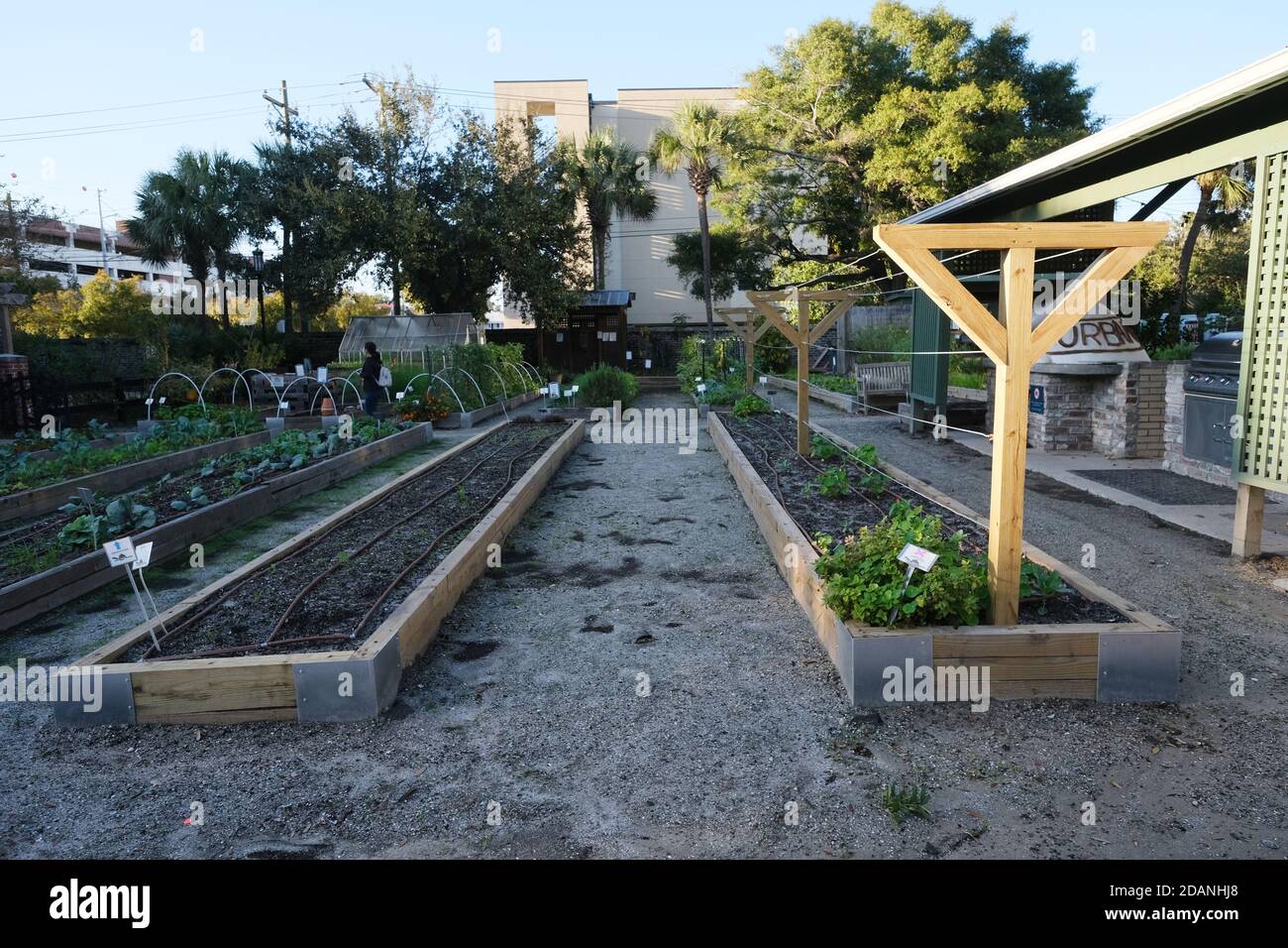 Urban Garden, Cabbage, Kale, New Plants, Small Pots, Painted Rocks, Glass House, Red Cart, Copper Pipes,Tool, Shed,Vegetable Puns Stock Photo