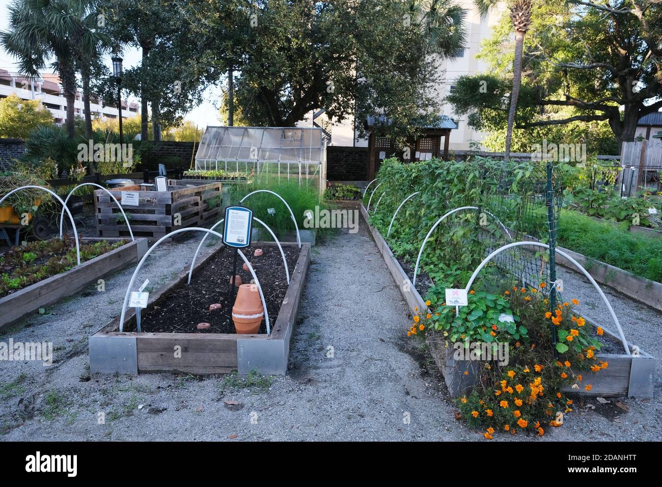 Urban Garden, Cabbage, Kale, New Plants, Small Pots, Painted Rocks, Glass House, Red Cart, Copper Pipes,Tool, Shed,Vegetable Puns Stock Photo