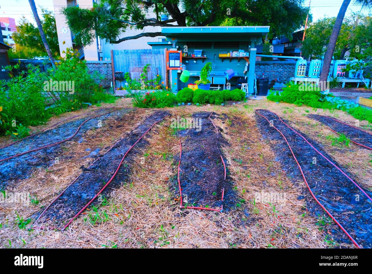 Urban Garden, Cabbage, Kale, New Plants, Small Pots, Painted Rocks, Glass House, Red Cart, Copper Pipes,Tool, Shed,Vegetable Puns Stock Photo
