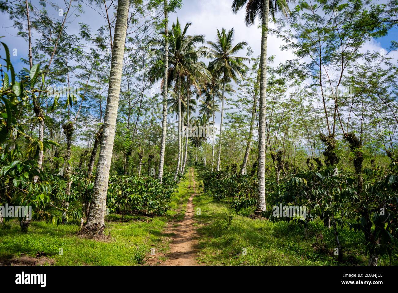 path through a plantage with palms Stock Photo