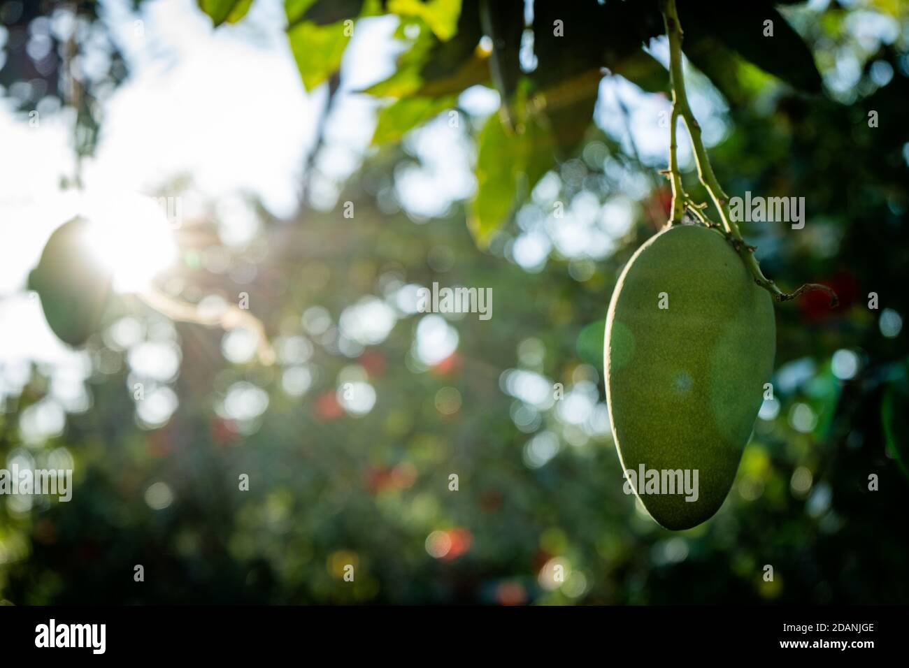 green mangos hanging from the tree Stock Photo