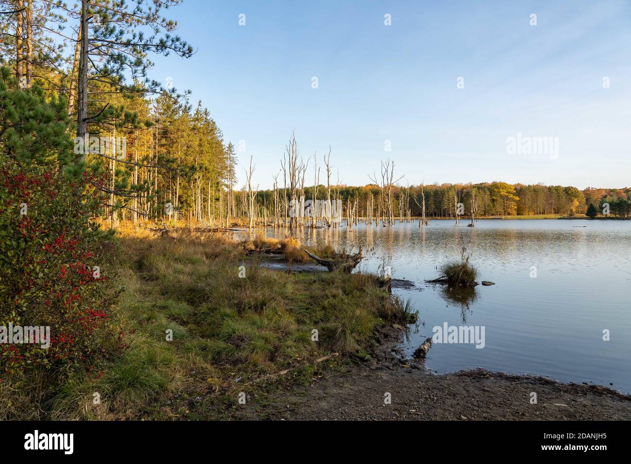 Beautiful view of a lake surrounded by greenery and trees under the ...