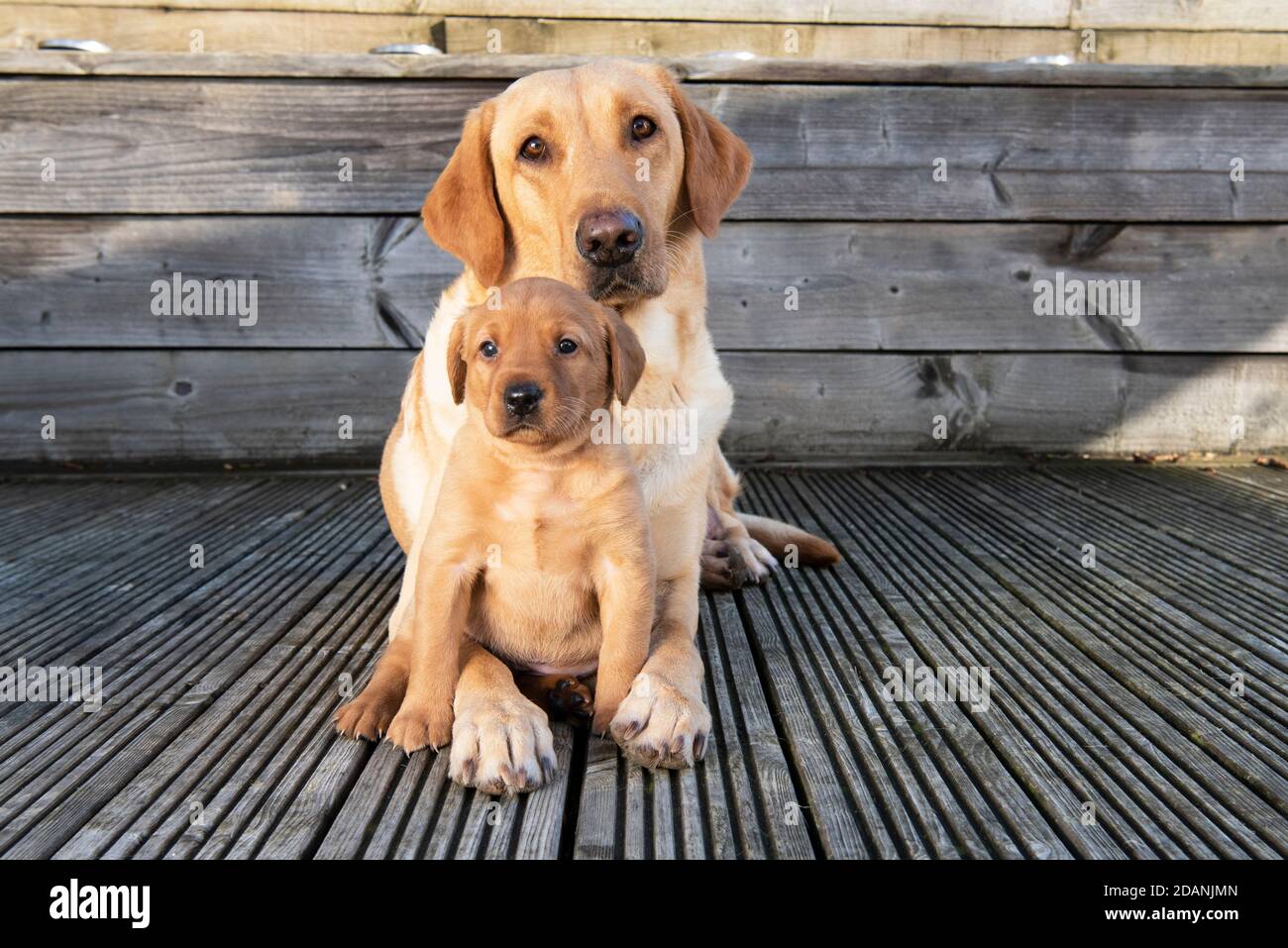Yellow Labrador dog and five week old puppy Stock Photo