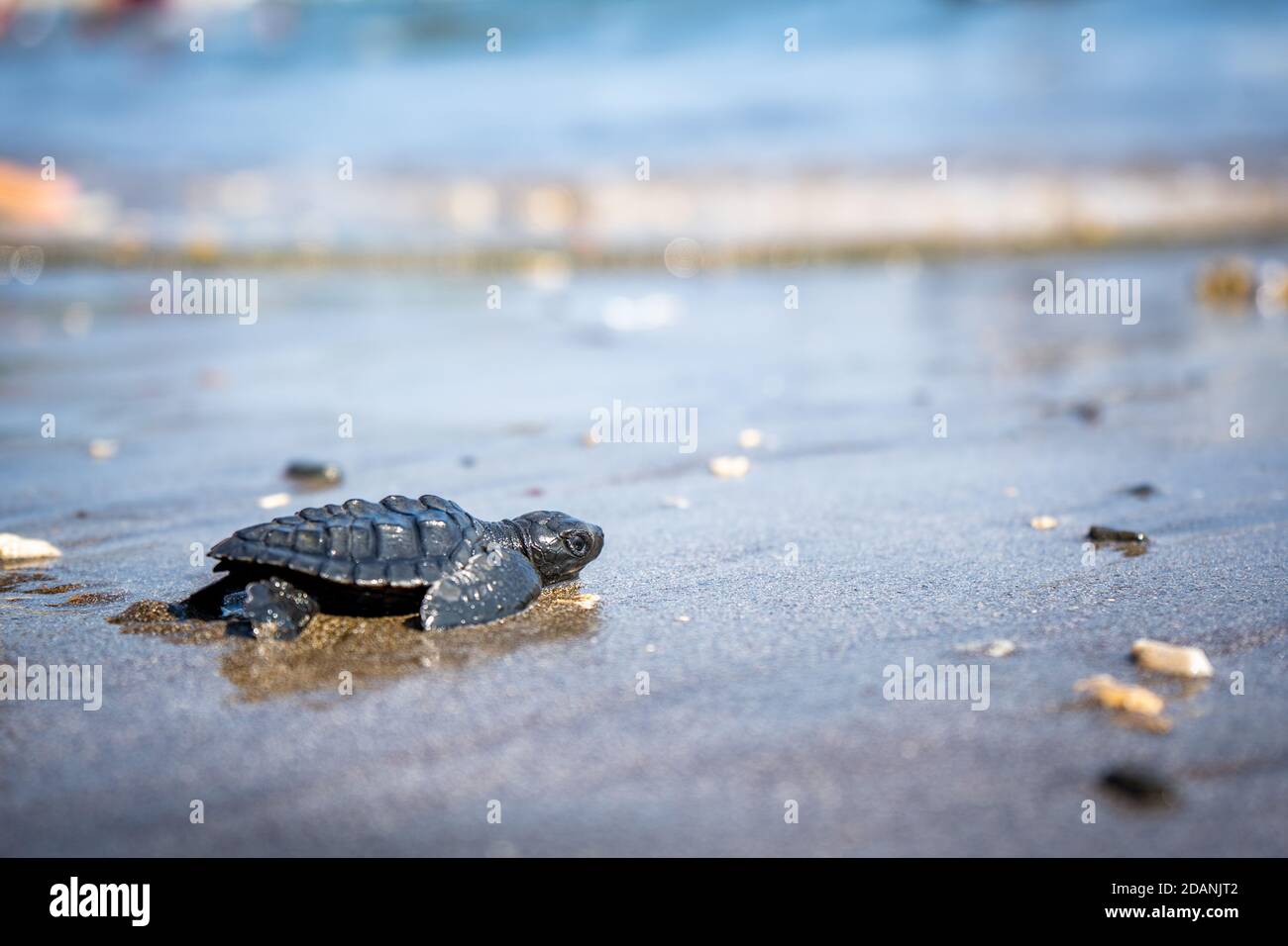 baby turtle crawling into the sea Stock Photo - Alamy