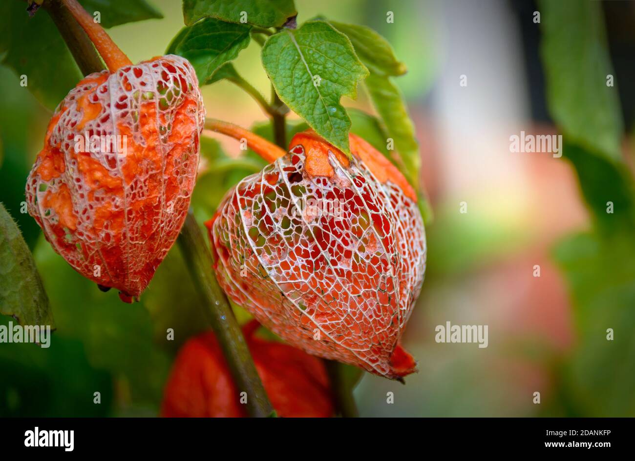 orange coloured husks of a Physalis with mesh of leaf-veins Stock Photo