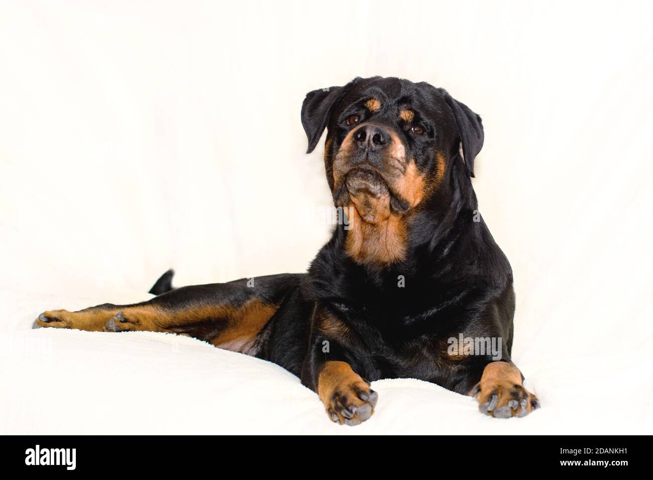dog breed rottweiler closeup portrait on a light background, concept of protection, solidity, seriousness.Lying down, looks up, Stock Photo