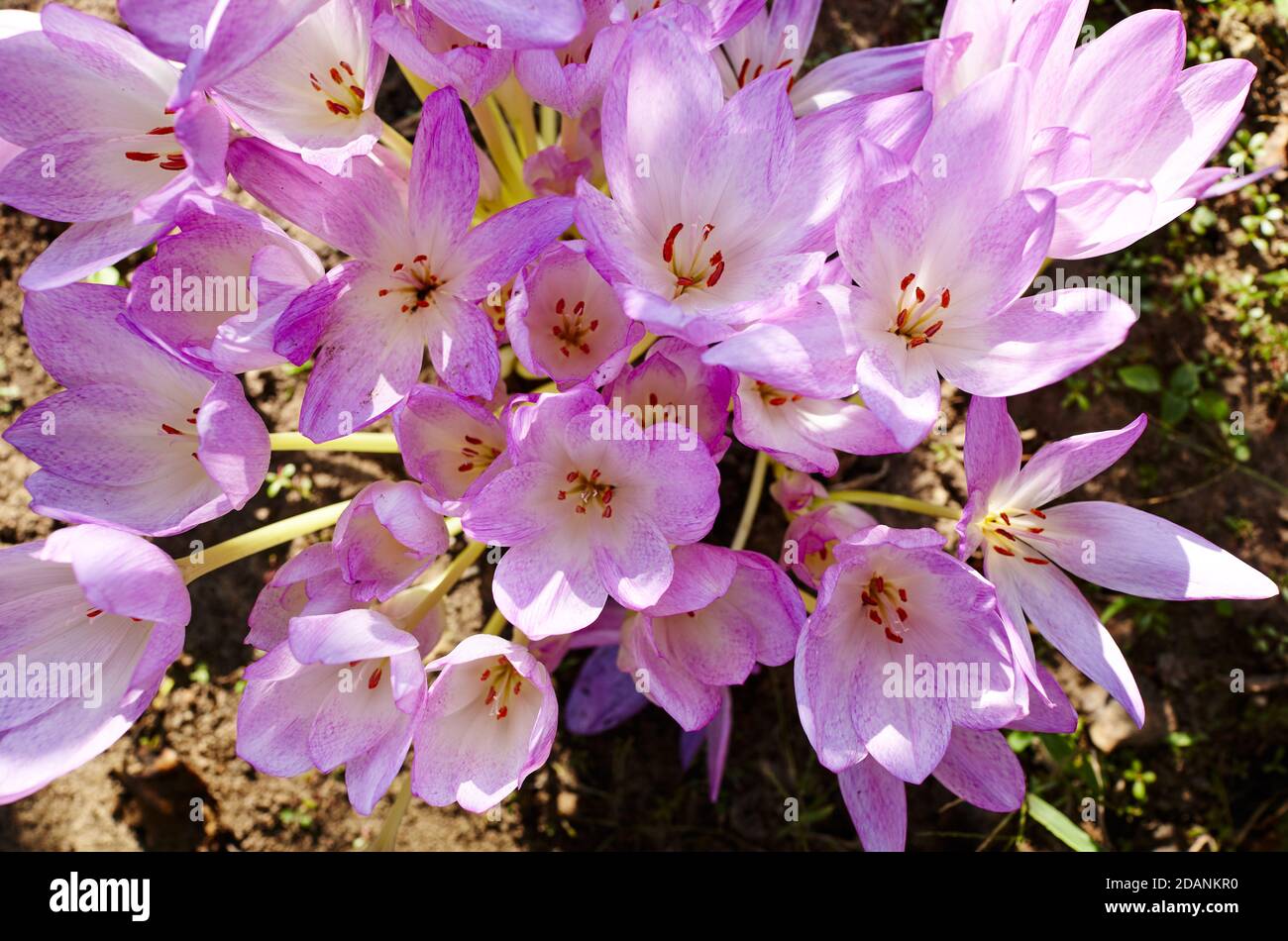 Purple blooming colchicum autumnale flowers - Autumn flower under early morning soft sunlight. Family name Colchicaceae, Scientific name Colchicum. Stock Photo