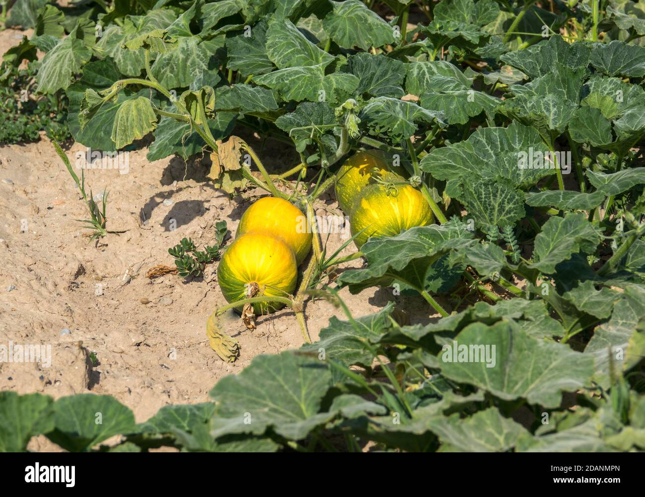 gourd, calabash, cucurbit entire plant with root and flowers, creeping plant on the ground Stock Photo