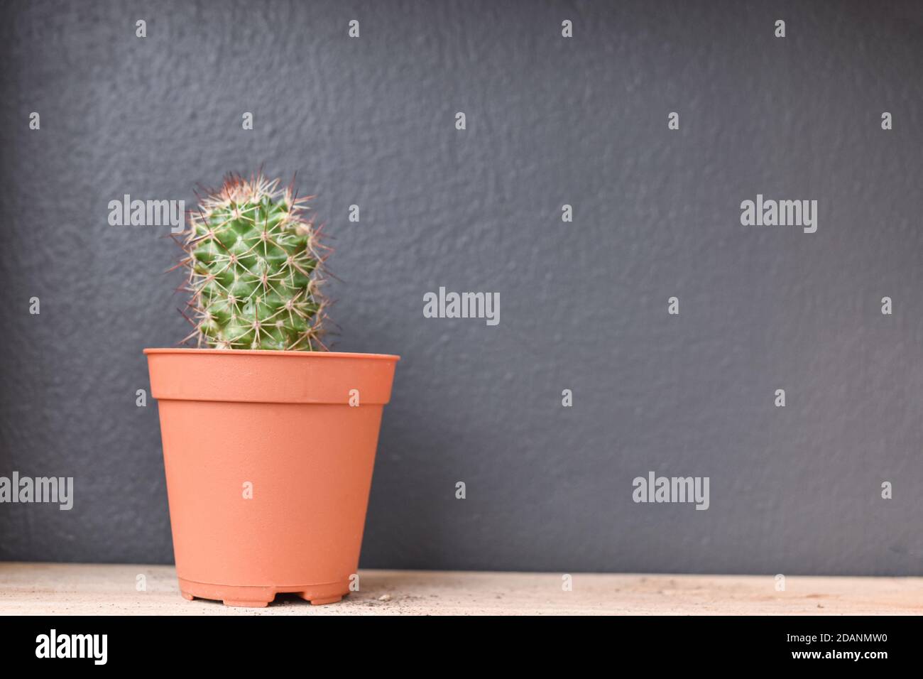 Small cactus plant in a pot on wood table and dark grey background. copy space Stock Photo