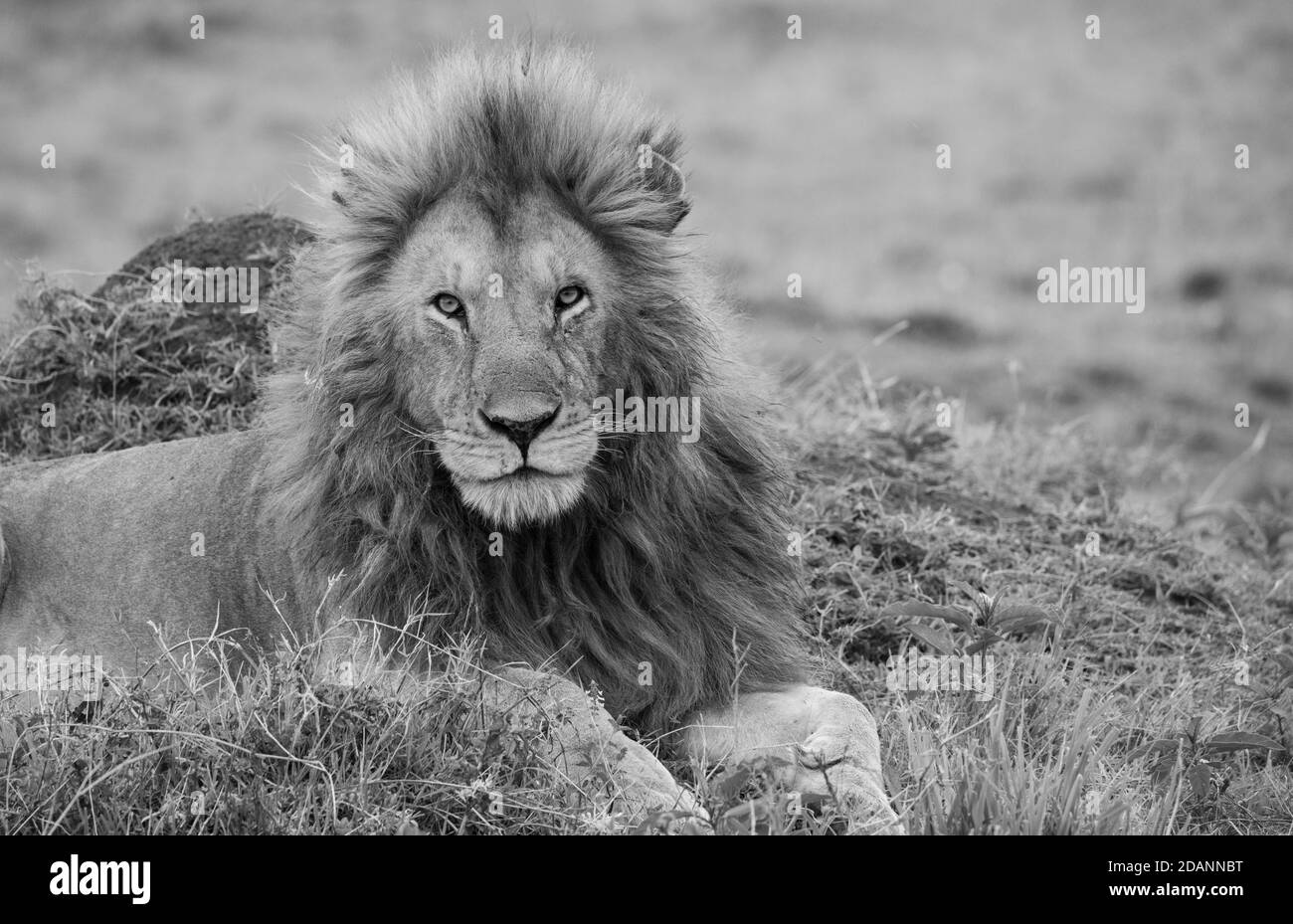 Africa, Kenya, Northern Serengeti Plains, Maasai Mara. Male lion (WILD: Panthera leo) B&W Stock Photo