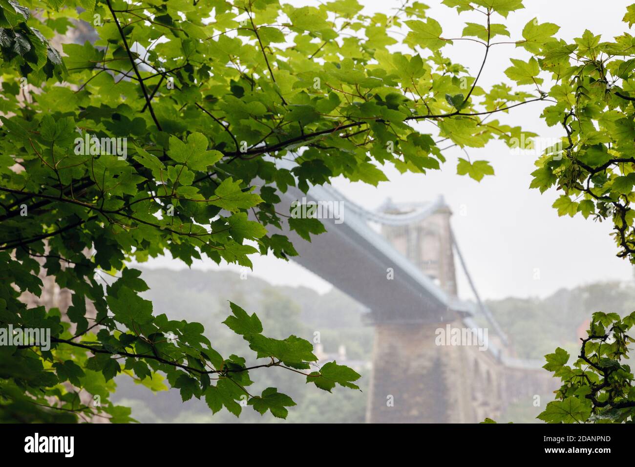 View through Sycamore tree leaves (Acer pseudoplatanus) with Menai Suspension Bridge in mist beyond. Menai Bridge Anglesey North Wales UK Britain Stock Photo
