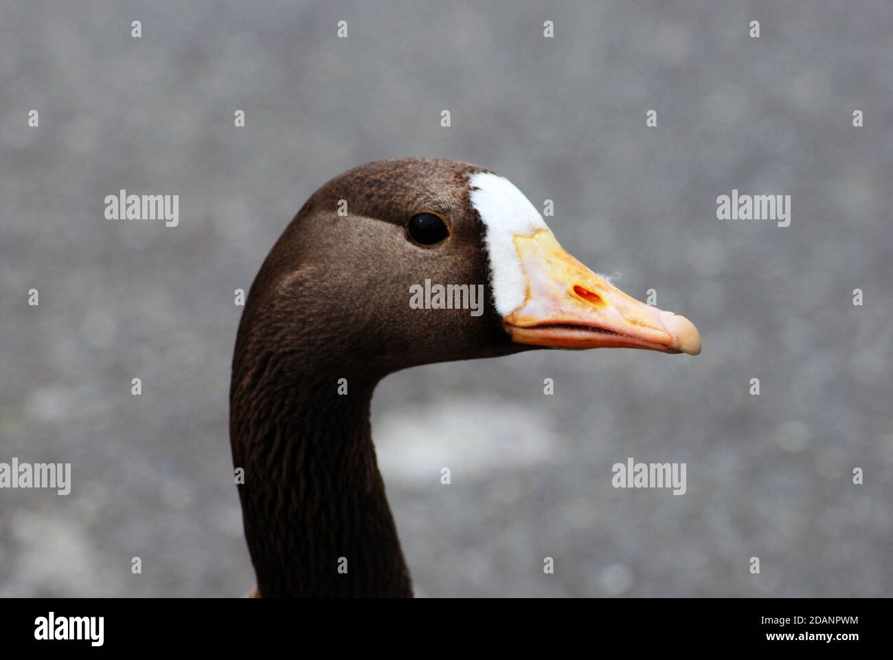 Lesser white-fronted goose (Anser erythropus) close up, profile, clearly showing prominent eye ring that differentiates it from larger white-fronted. Stock Photo