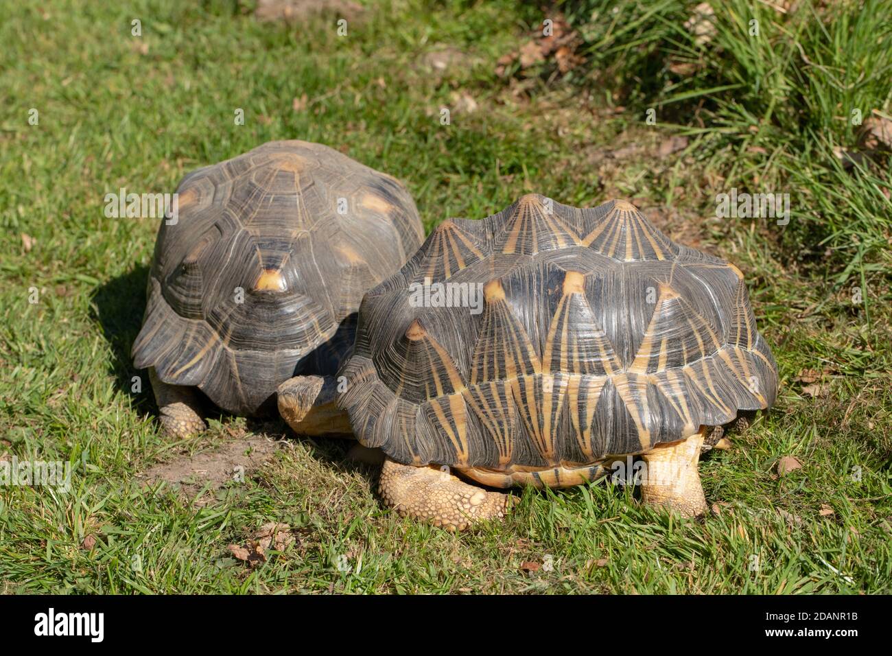 Radiated Tortoises (Astrochelys radiata).  Two adults together. Profile, side and rear views. Heads  extended. Walking on land, terrestrial, using ele Stock Photo