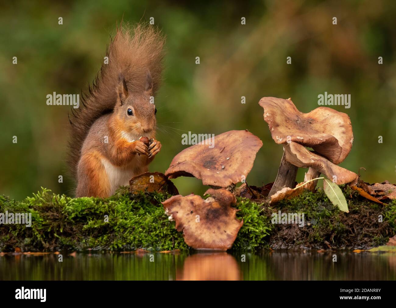 Red Squirrel Feeding Stock Photo