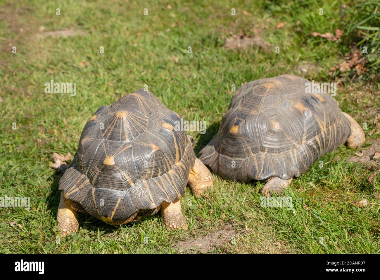 Radiated Tortoises (Astrochelys radiata).  Two adults together. Rear views.  Walking on land, terrestrial, using elephantine fore limbs and hind limbs Stock Photo