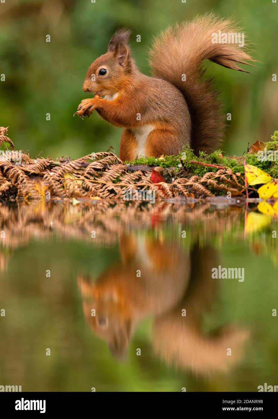 Red Squirrel Feeding Stock Photo