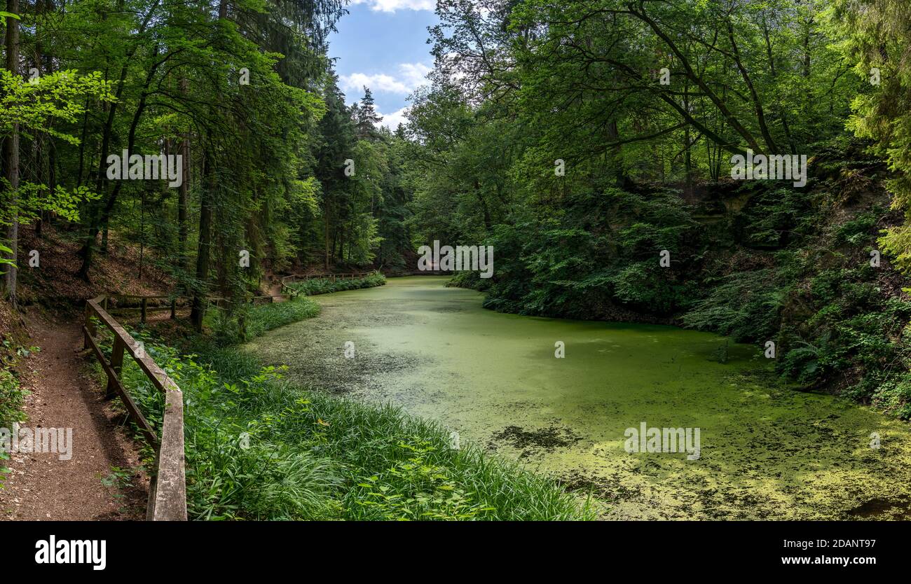 Idyllic lake in the forest covered with green duckweed Stock Photo