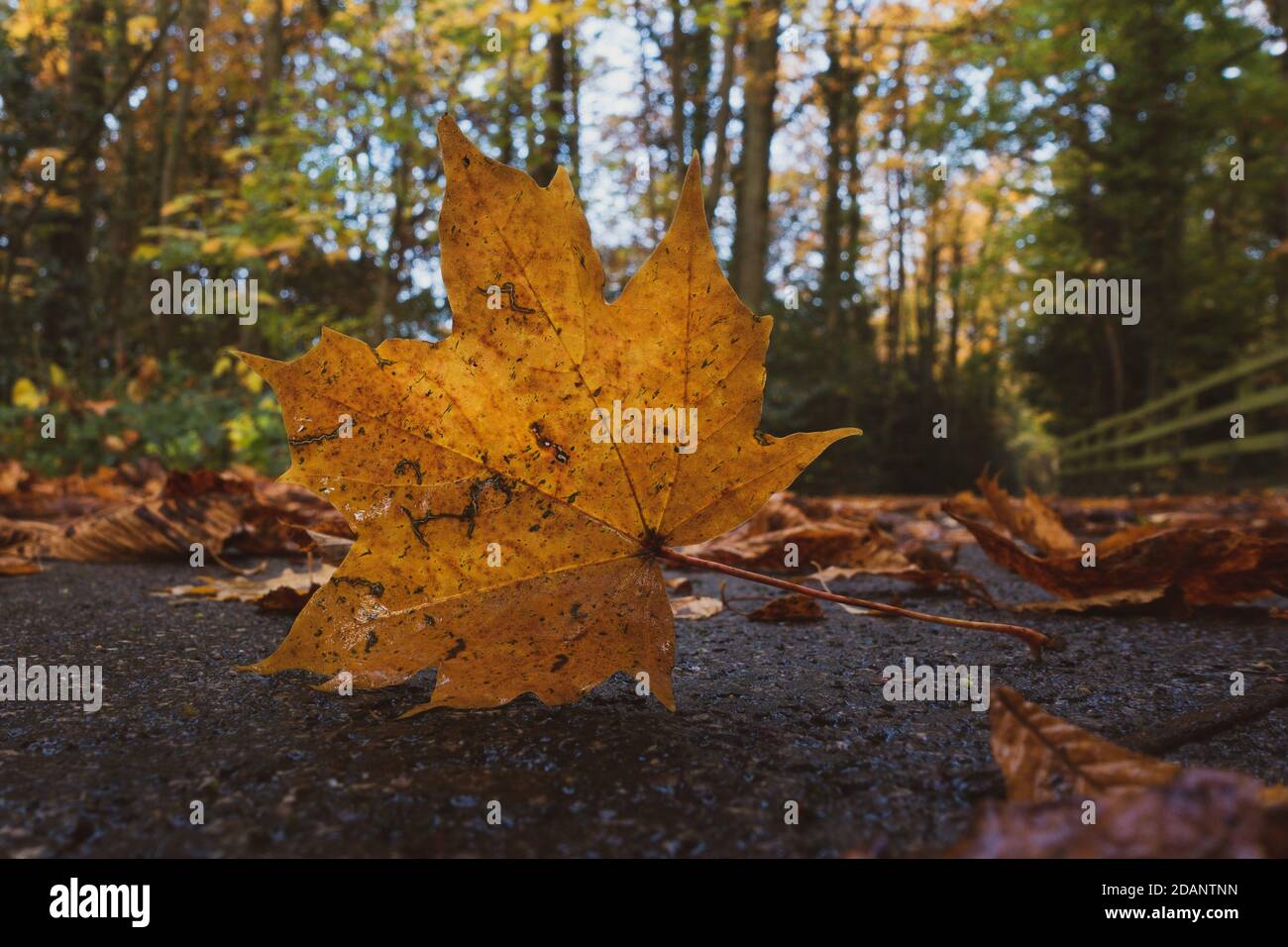 Sycamore Leaf High Resolution Stock Photography and Images - Alamy