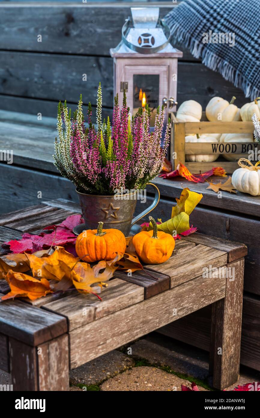 Autumn garden decoration on terrace and patio with pumpkins and heather plants  (Calluna vulgaris) Stock Photo