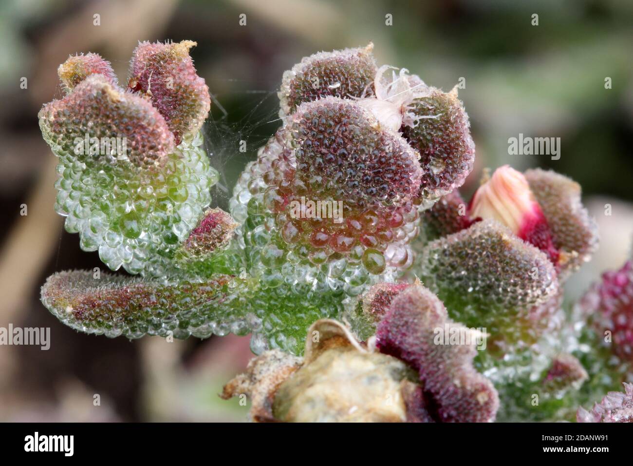 Kristallmittagsblume mesembryanthemum crystallinum Stock Photo